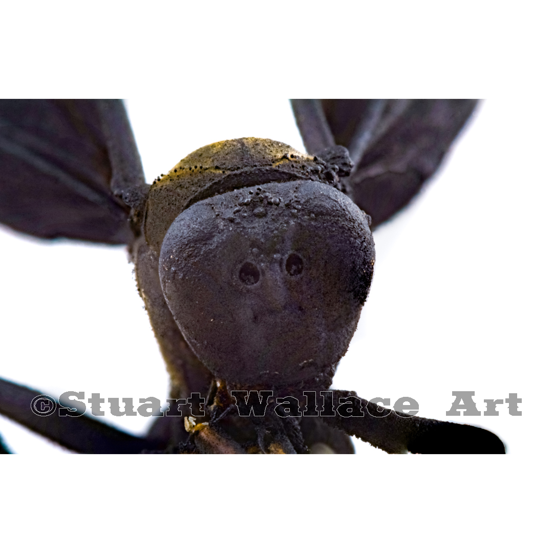 41 WM 709: Macro Of Black Wasp Face