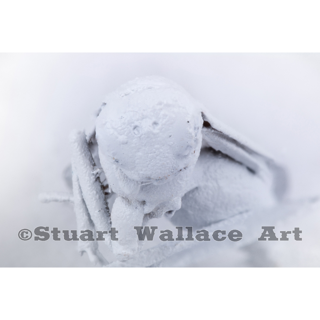 41 WM 939: Macro Of White Wasp Face